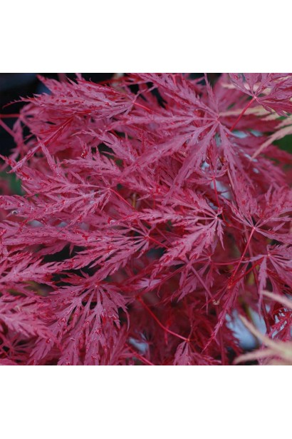 Клен віяловий Інаба-шідара влітку